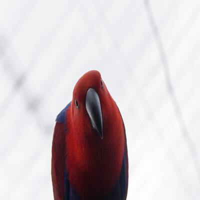 Un pájaro rojo mirando curiosamente