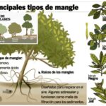 adaptaciones-de-las-plantas-que-viven-en-los-manglares