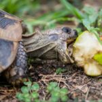 alimentacion-saludable-para-las-tortugas-de-tierra-descubre-las-plantas-que-pueden-comer