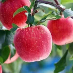 arboles-frutales-ideales-para-plantar-en-otono