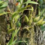 caracteristicas-y-tipos-de-hojas-en-las-orquideas