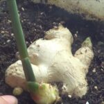 como-plantar-jengibre-en-una-maceta-parte-1