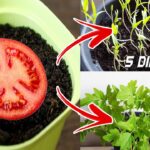 como-sembrar-tomates-en-casa-utilizando-semillas