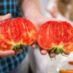 compra-las-semillas-de-tomate-rosa-de-barbastro-y-cultiva-tu-propia-huerta