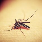 consejos-espirituales-para-lidiar-con-los-mosquitos-pequenos-en-tu-hogar