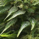 consejos-para-la-prevencion-y-eliminacion-de-hongos-en-plantas-de-marihuana