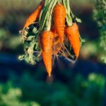 cuanto-tiempo-tardan-en-crecer-las-zanahorias