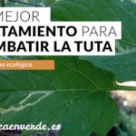 cultiva-una-huerta-saludable-con-insecticida-ecologico-para-la-tuta-del-tomate