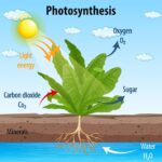 dibujo-de-una-planta-realizando-la-fotosintesis