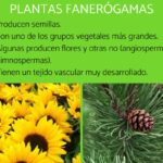 ejemplos-de-plantas-criptogamas-y-fanerogamas
