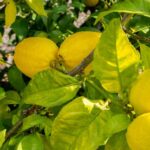 el-limonero-tiene-hojas-amarillas-y-arrugadas