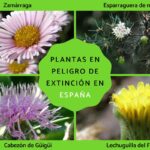 especies-vegetales-en-peligro-de-extincion-en-espana