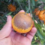 hongo-parasito-que-ataca-a-los-naranjos-y-limoneros