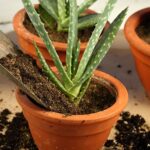 la-planta-de-aloe-vera-se-puede-cultivar-en-interior-o-exterior