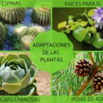 las-plantas-que-prosperan-en-condiciones-aridas-la-capacidad-de-adaptacion