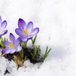 las-plantas-trepadoras-con-flor-que-resisten-el-frio-la-mejor-alternativa-para-jardines-frios