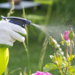 mantenga-sus-plantas-frescas-y-saludables-con-insecticida-casa-jardin