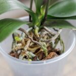 a-mi-orquidea-le-salen-hojas-en-lugar-de-flores