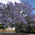 arbol-subtropical-de-sudamerica-de-color-violeta