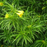 arbusto-con-flores-amarillas-en-forma-de-campana