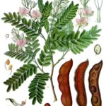 caracteristicas-de-la-planta-del-tamarindo