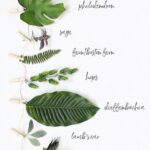clases-de-hojas-tropicales-para-arreglos-florales