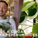 como-cuidar-la-planta-pilea-peperomioides