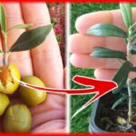 como-evitar-que-un-olivo-produzca-aceitunas