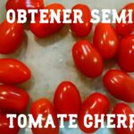 como-extraer-las-semillas-de-tomate-cherry