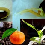como-germinar-semillas-de-frutas-y-verduras