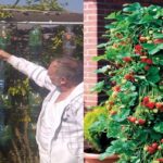como-plantar-fresas-en-macetas-colgantes