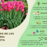 como-plantar-tulipanes-holandeses-en-maceta