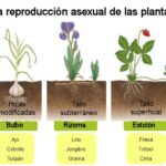 como-se-reproducen-las-plantas-asexuales
