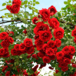 comprar-rosales-trepadores-resistentes-a-enfermedades-y-con-flores-de-nueva-floracion