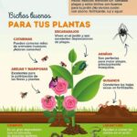 cuales-son-los-insectos-perjudiciales-para-las-plantas
