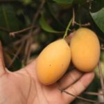 cuanto-tarda-un-arbol-de-mango-en-dar-frutos