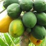 cuanto-tiempo-tarda-en-crecer-un-arbol-de-papaya