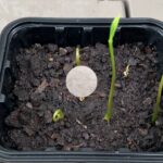 cuanto-tiempo-tarda-en-germinar-una-semilla-de-guanabana