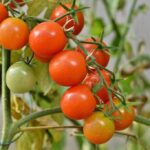 cuanto-tiempo-tardan-los-tomates-en-crecer