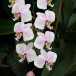 cuidado-de-las-orquideas-del-genero-phalaenopsis