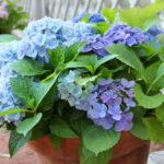 cuidados-de-las-hortensias-azules-en-maceta