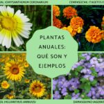 ejemplos-de-plantas-anuales-bienales-y-perennes
