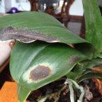 enfermedades-en-las-hojas-de-las-orquideas