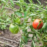entutoramiento-de-tomates-utilizando-cuerdas-verticales