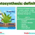 explicacion-de-la-fotosintesis-en-ingles