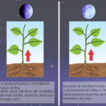 fases-de-la-luna-adecuadas-para-sembrar-plantas