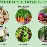 hortalizas-que-se-pueden-plantar-en-otono