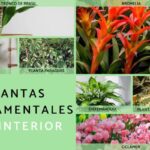 imagenes-de-plantas-ornamentales-con-nombres