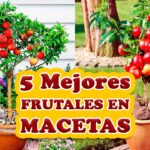 los-5-mejores-arboles-frutales-para-cultivar-en-macetas
