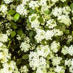 nombres-de-plantas-con-flores-blancas-pequenas